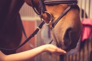patient feeding horse during equine therapy